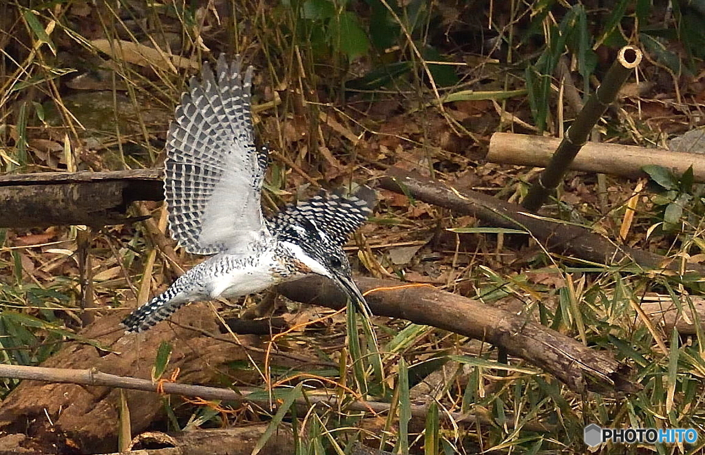 ヤマセミまで80m④