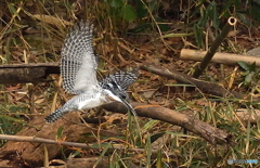 ヤマセミまで80m④