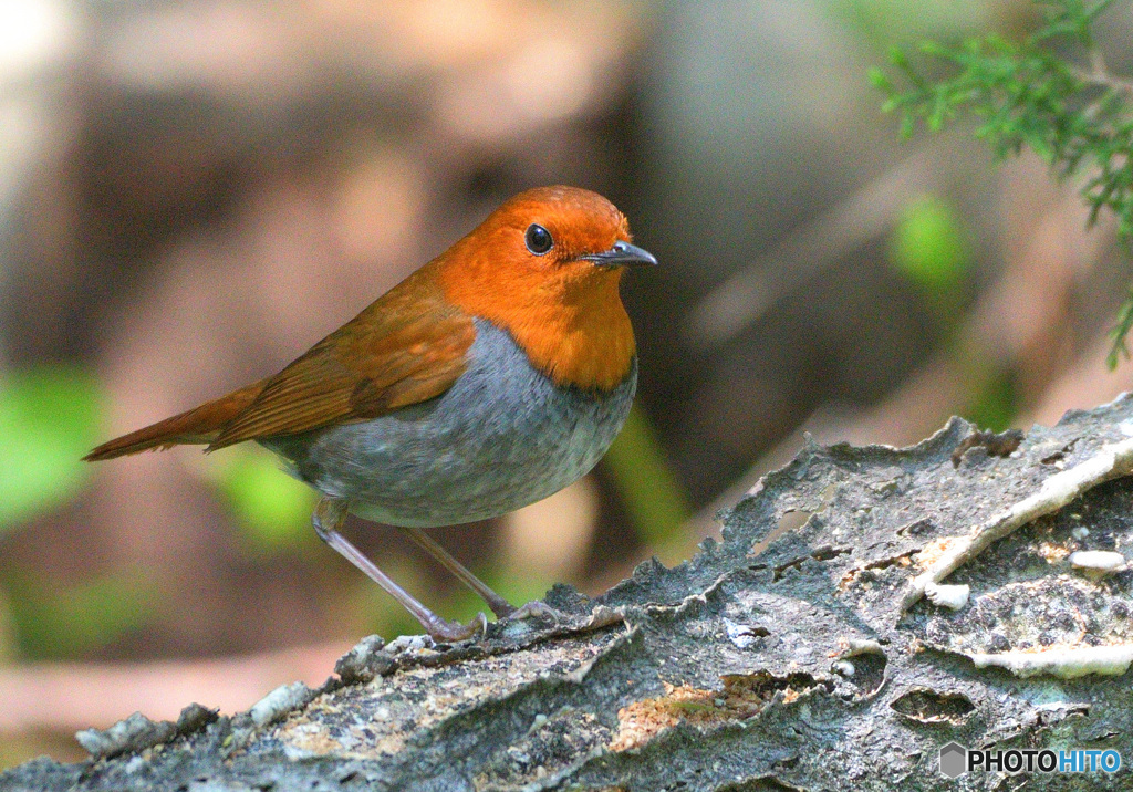 思い出のコマドリⅡ