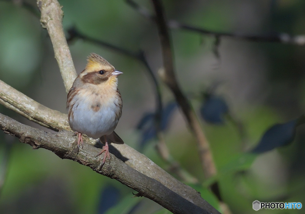 ミヤマ♀タイプ