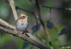 ミヤマ♀タイプ