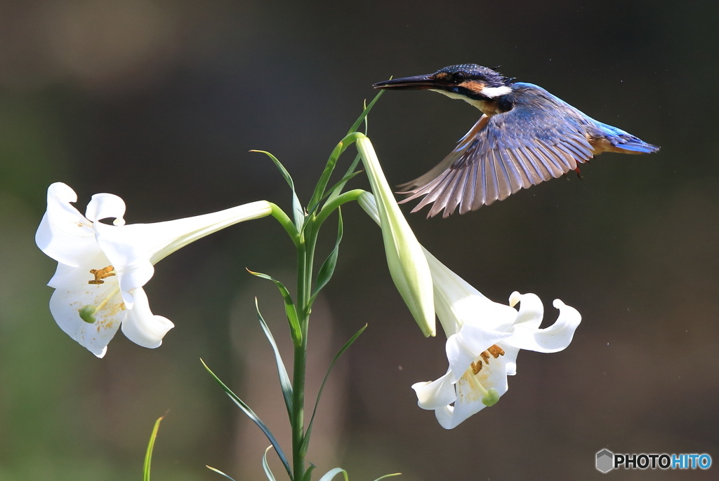 百合の前を通過