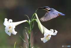 百合の前を通過