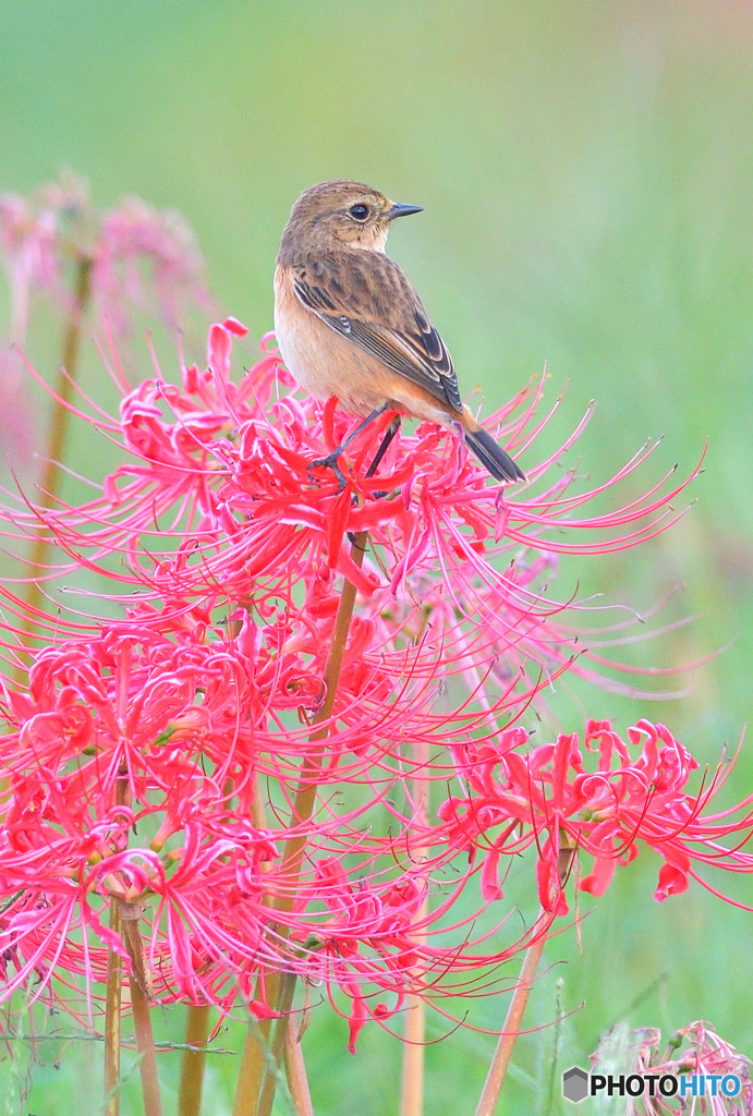 彼岸花にノビタキ⑬