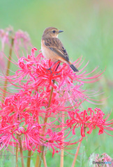 彼岸花にノビタキ⑬