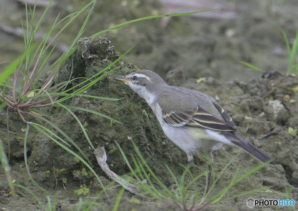 ツメナガキセキレイ