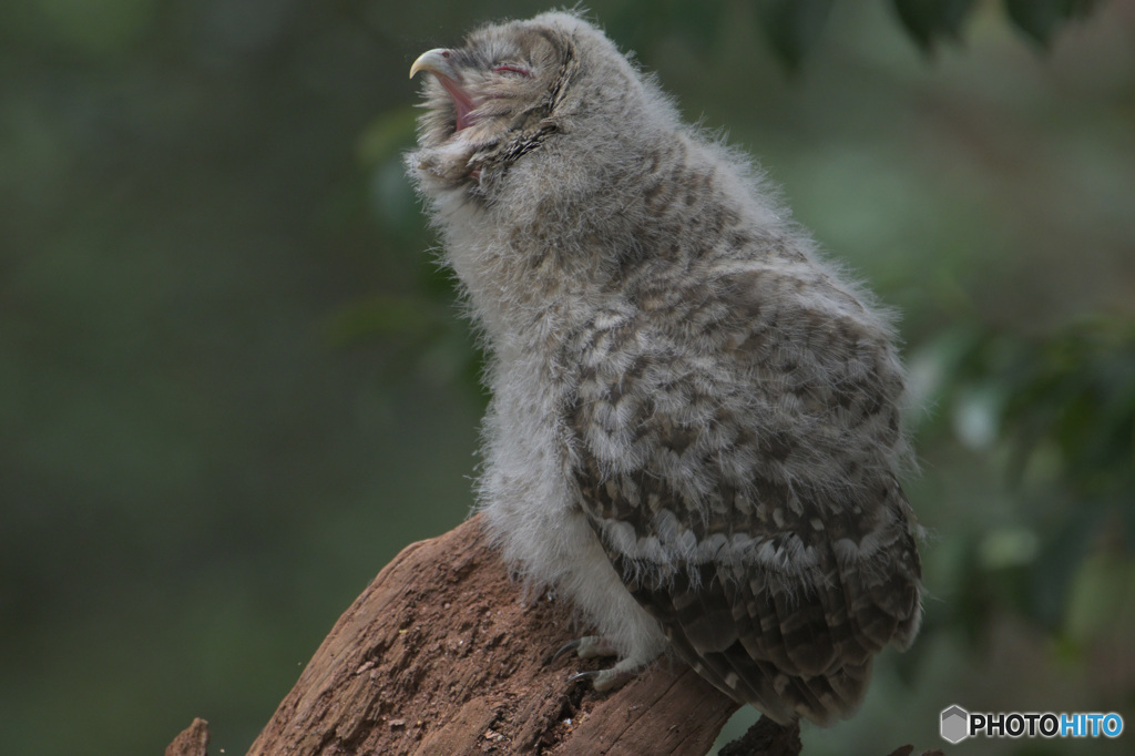 フクロウのヒナC