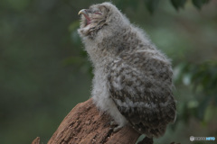 フクロウのヒナC