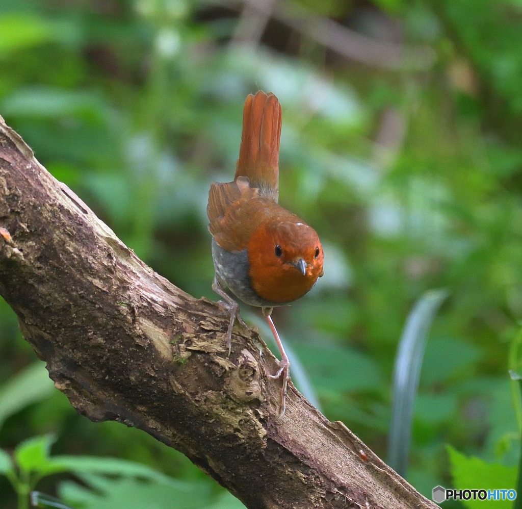 在庫のコマドリ君②