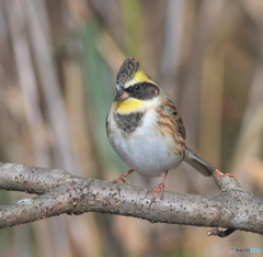 在庫のミヤマ君