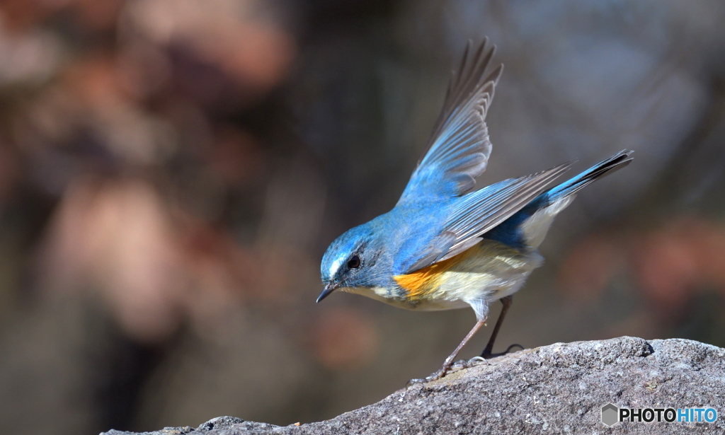 本日の青い鳥