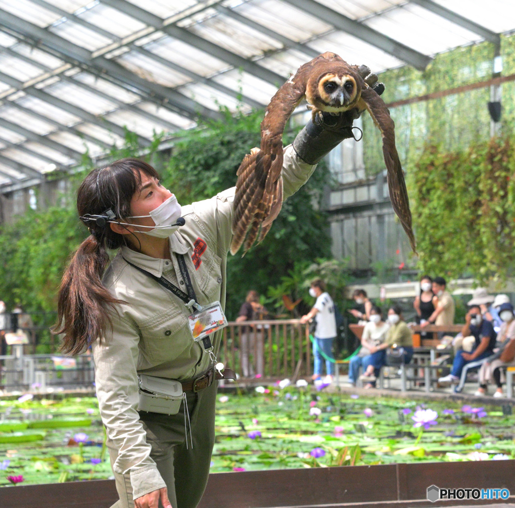 オオフクロウとお姉さん