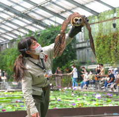 オオフクロウとお姉さん