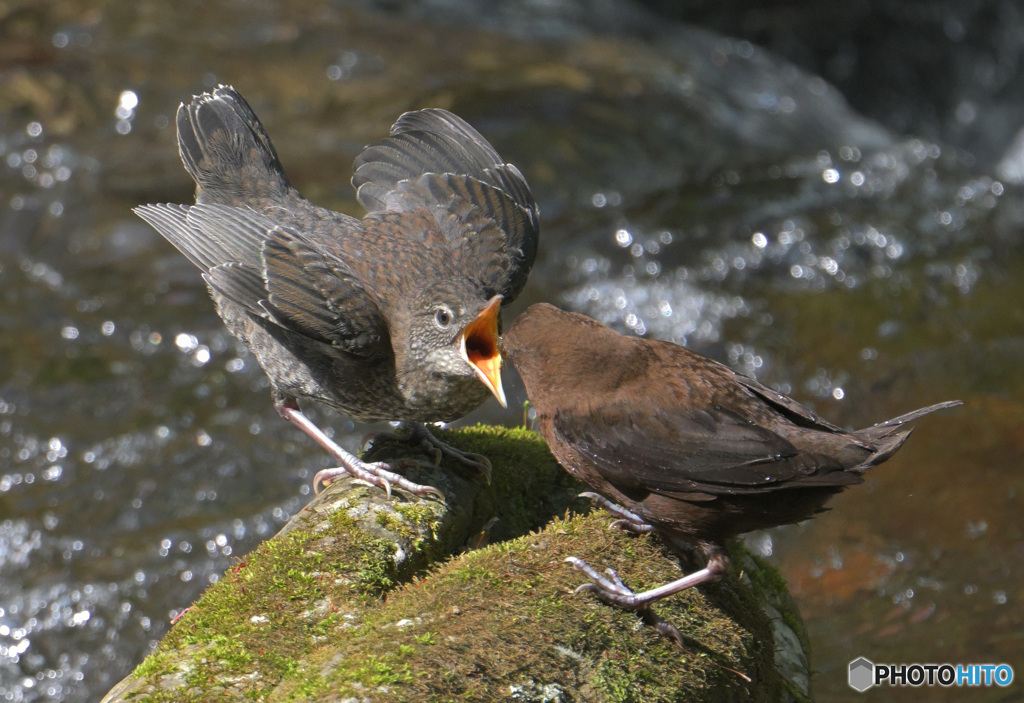 カワガラスの親子④