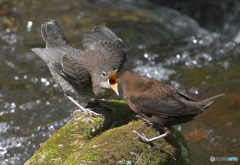 カワガラスの親子④