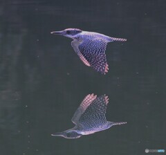 水鏡のヤマセミ