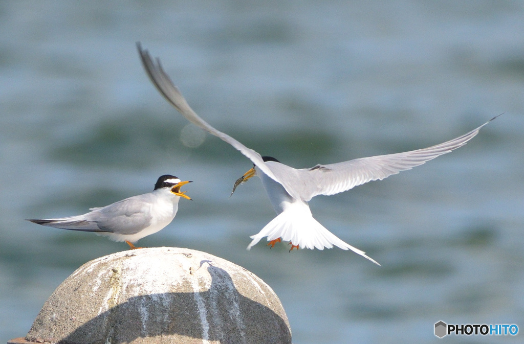 コアジサシのカップル