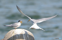 コアジサシのカップル