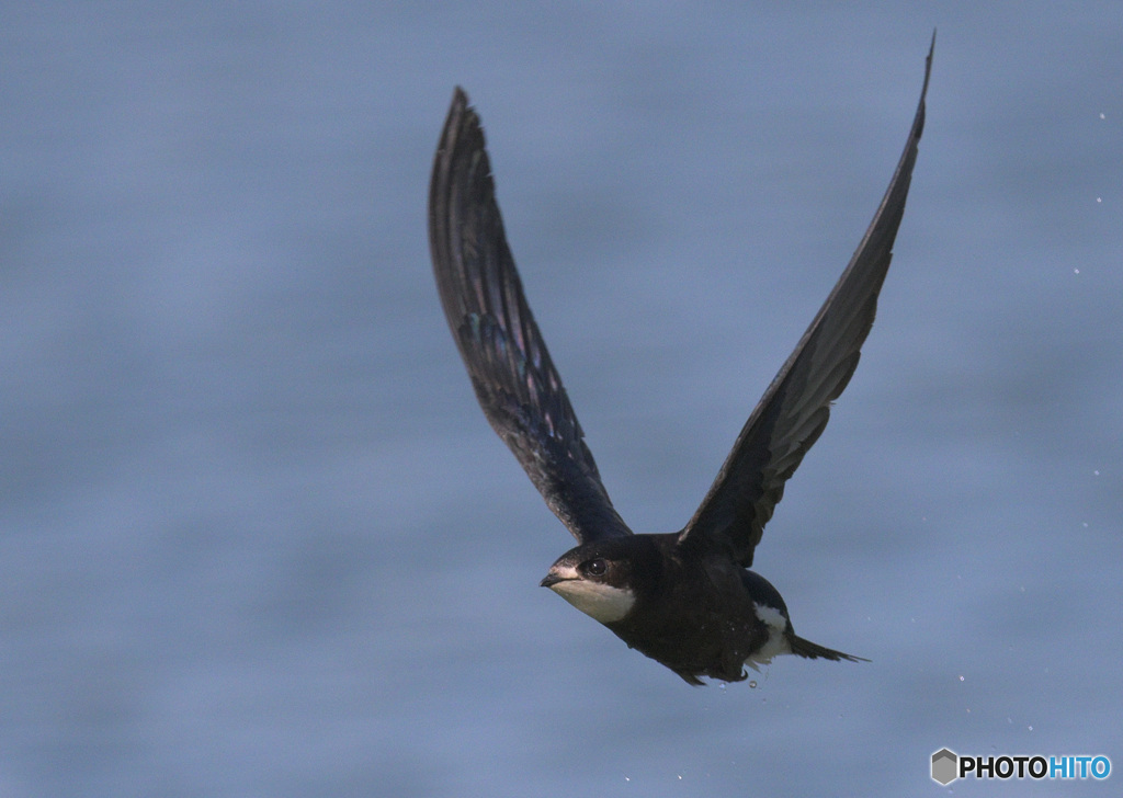 ハリオアマツバメ2022⑫
