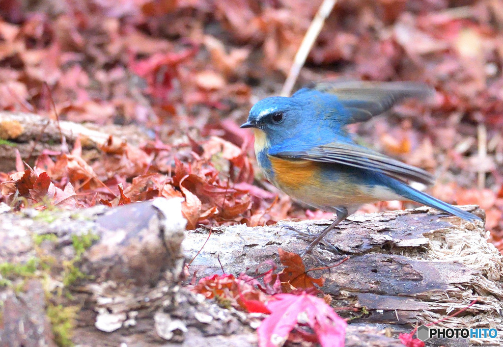 元気なルリビタキ君