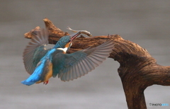 お土産つきで戻り