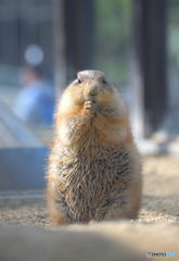 世界に平和が訪れますように！