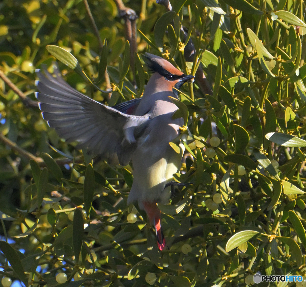 採食ヒレンジャク