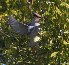 採食ヒレンジャク