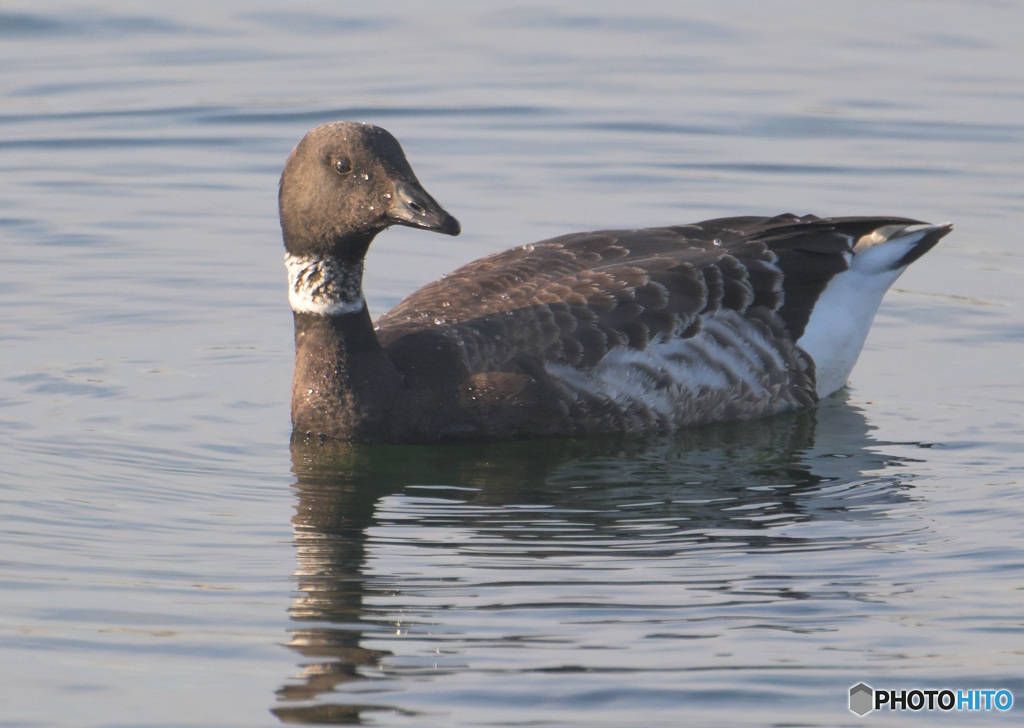 初めてのコクガン