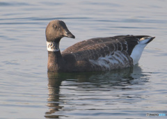 初めてのコクガン