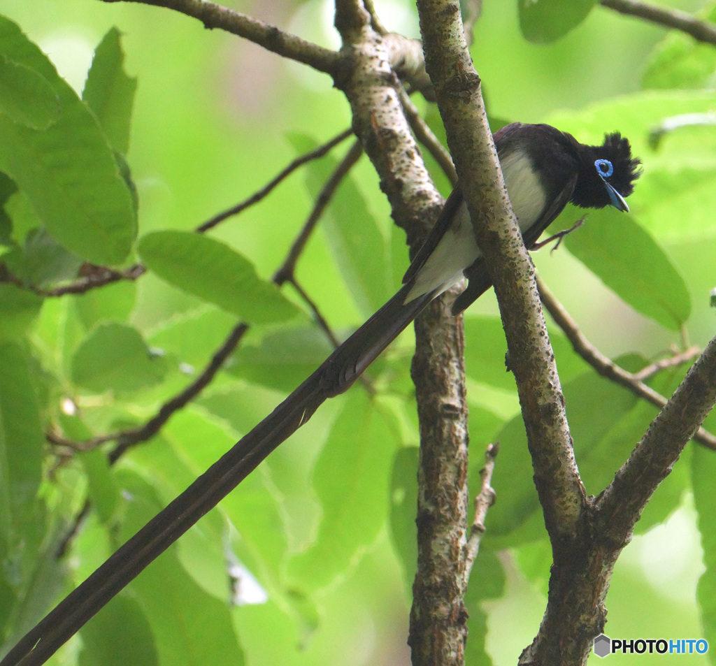 5月のサンコウチョウ君②