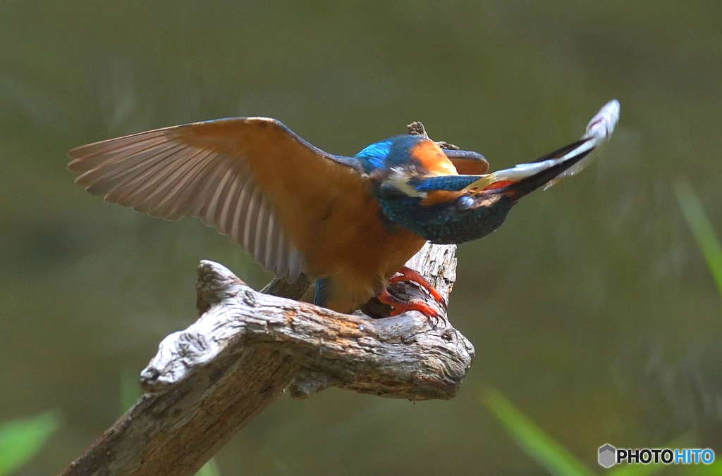 今日もバシッとね