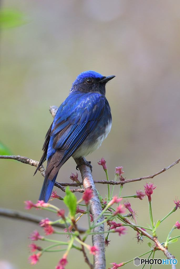 桜にオオルリ♂Ⅸ
