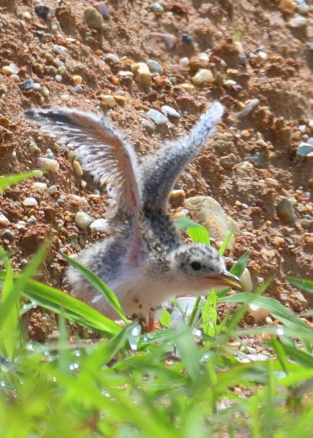 元気なヒナ