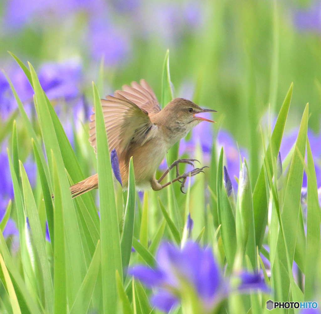 オクラレルカにオオヨシキリ2024②