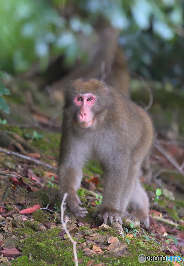 出会い頭のサル