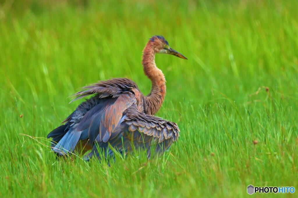 初めてのムラサキサギⅢ