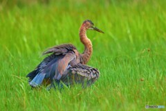 初めてのムラサキサギⅢ