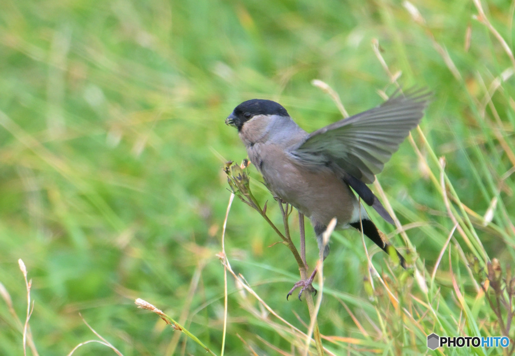 室堂平のウソ♀②