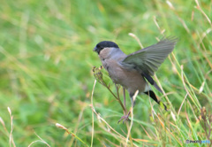 室堂平のウソ♀②