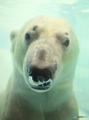 シロクマの変顔