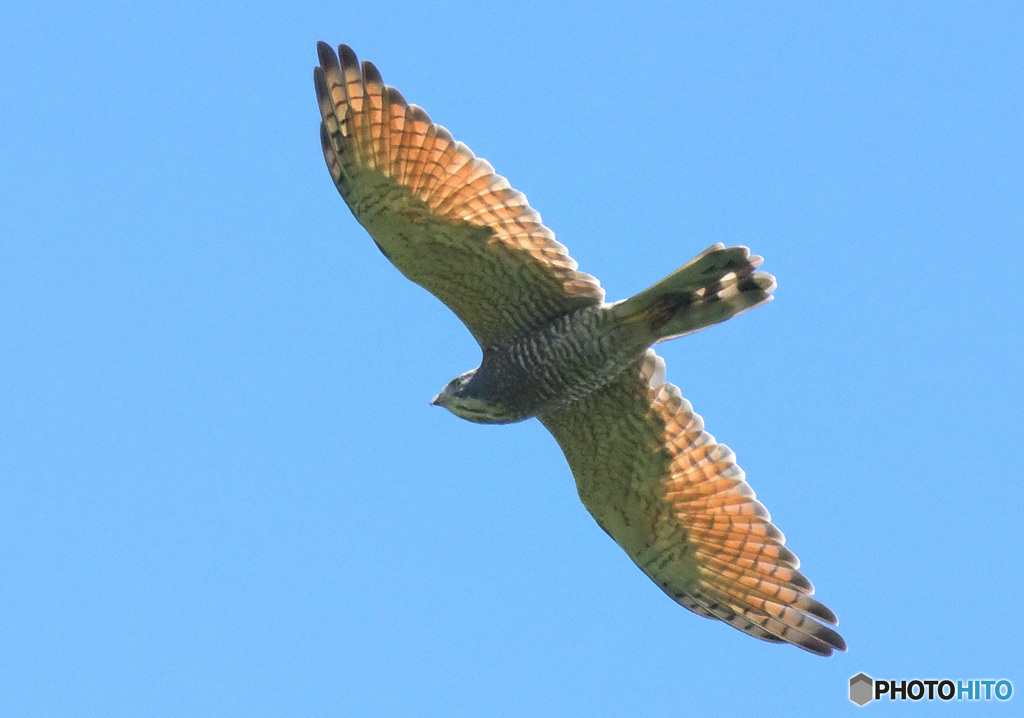 渡りのサシバ②