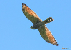 渡りのサシバ②