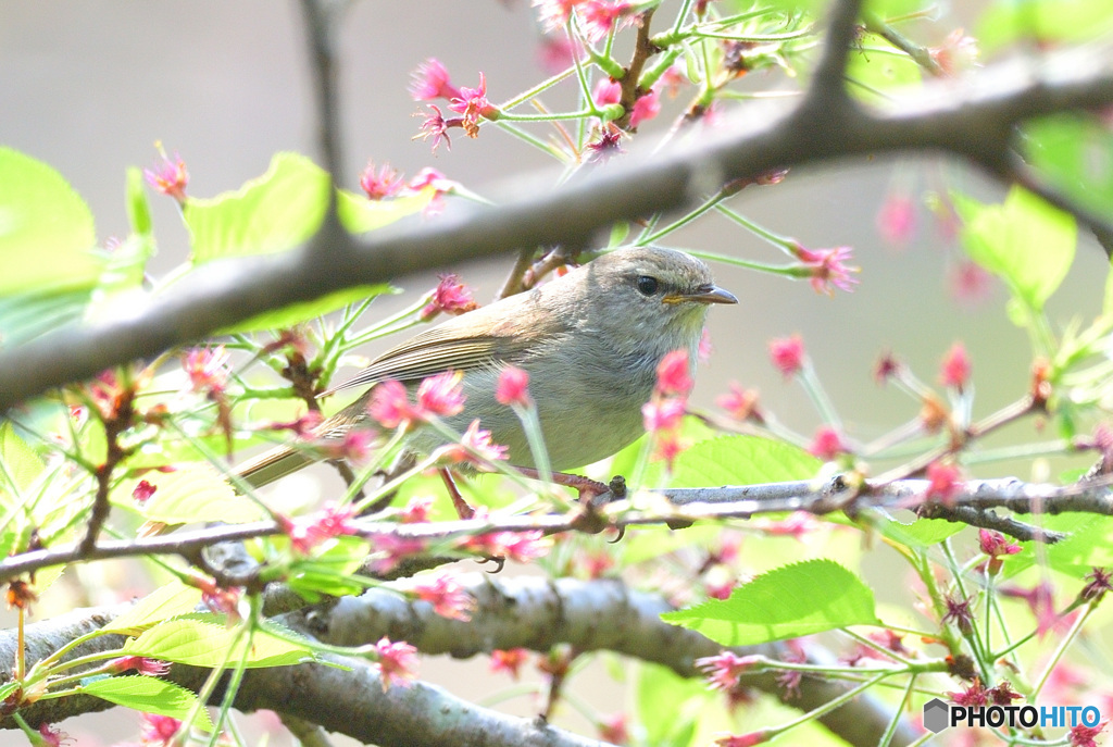 桜にウグイス