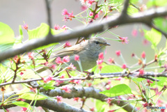 桜にウグイス