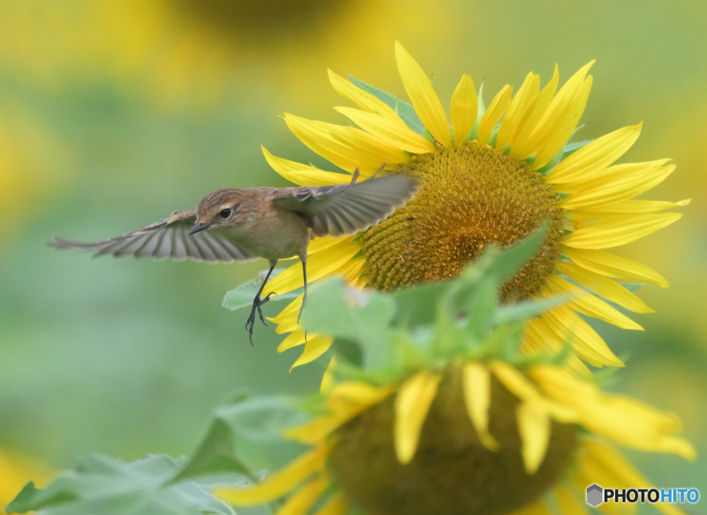 向日葵にノビタキ②