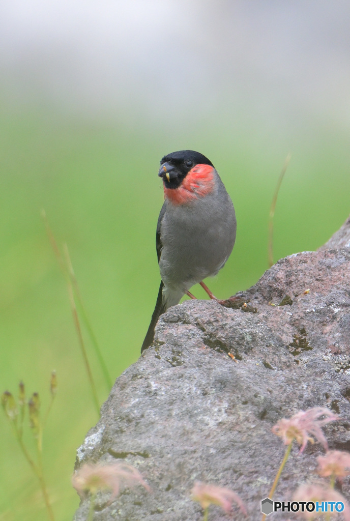 室堂平のウソ♂②