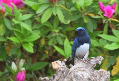 ツツジにオオルリⅡ