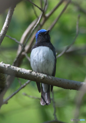 在庫のオオルリ君②