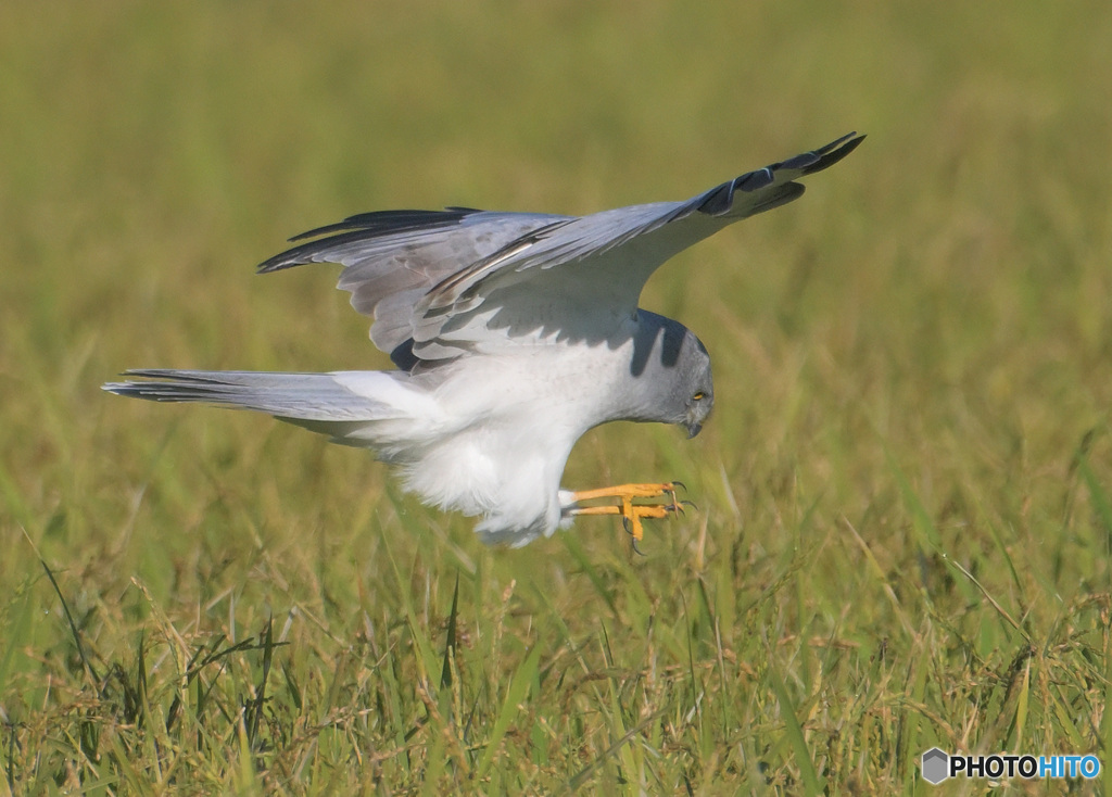 ハイイロチュウヒのタッチダウン
